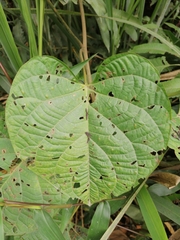 Ipomoea philomega