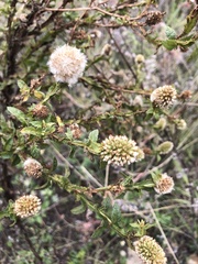 Pterocaulon serrulatum