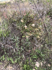 Pterocaulon serrulatum