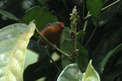 Jameson's Antpecker photo 1