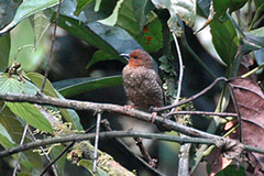 Jameson's Antpecker photo 2