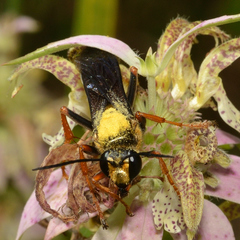 Sphex flavovestitus
