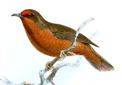 Jameson's Antpecker photo 3