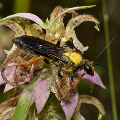 Sphex flavovestitus