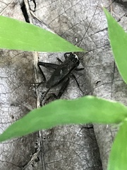 Loxoblemmus equestris