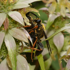 Sphex flavovestitus