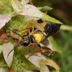 Sphex flavovestitus