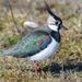 Northern Lapwing - Photo (c) Анна Голубева, some rights reserved (CC BY-NC-ND), uploaded by Анна Голубева