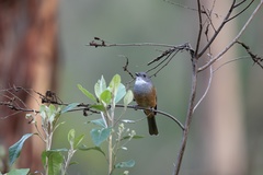 Pachycephala olivacea