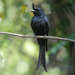 Crested Drongo - Photo (c) Frank Vassen, some rights reserved (CC BY)