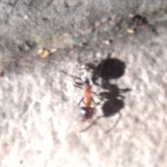 Liometopum microcephalum