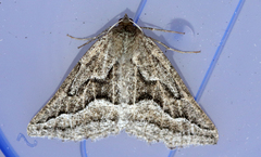 Tetracis formosa