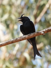 Crested Drongo photo 2