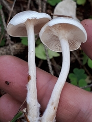 Clitocybe albofragrans