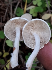 Clitocybe albofragrans