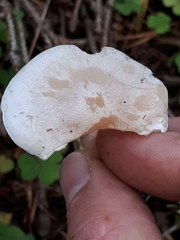 Clitocybe albofragrans
