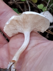 Clitocybe albofragrans