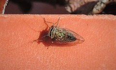 Platycorypha nigrivirga