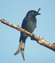 Crested Drongo photo 3