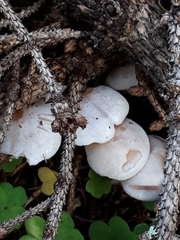 Clitocybe albofragrans