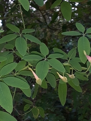 Tropaeolum pentaphyllum