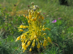 Allium flavum