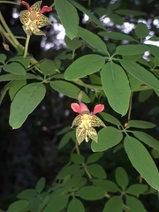 Tropaeolum pentaphyllum
