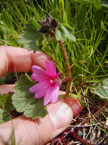 Sidalcea malviflora ssp. purpurea