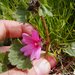 Sidalcea malviflora purpurea - Photo (c) Ken-ichi Ueda, algunos derechos reservados (CC BY), subido por Ken-ichi Ueda