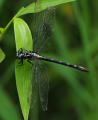 Fukienogomphus prometheus