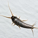 Common Silverfish - Photo (c) Christian Fischer, some rights reserved (CC BY-SA)
