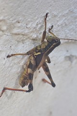 Melanoplus walshii