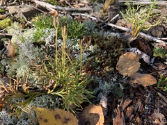 Diphasiastrum complanatum