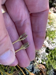 Diphasiastrum complanatum