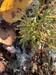 Diphasiastrum complanatum