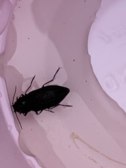 Melanophila acuminata