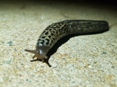 Limax maximus