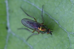 Hercostomus gracilis