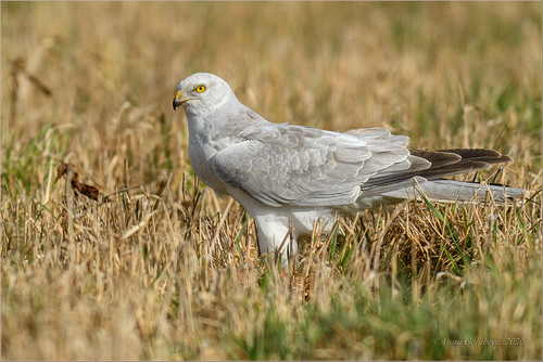 Foto de Pallid Harrier