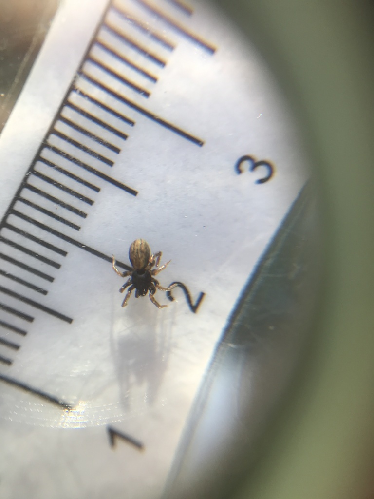 Allocosa funerea from Bernards Township Pleasant Valley Park, Basking