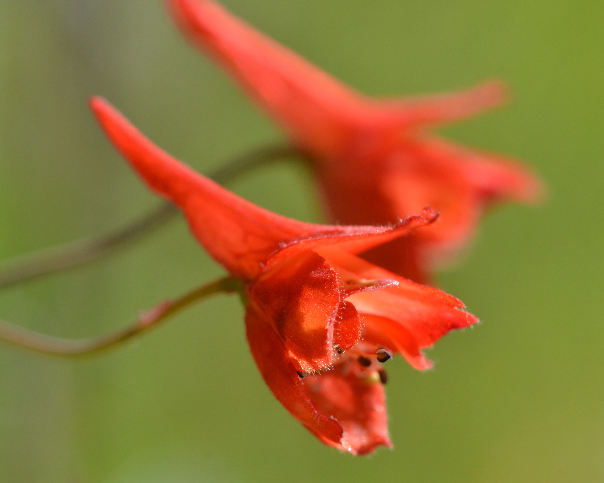 Delphinium nudicaule