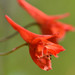 Red Larkspur - Photo (c) dloarie, some rights reserved (CC BY), uploaded by dloarie