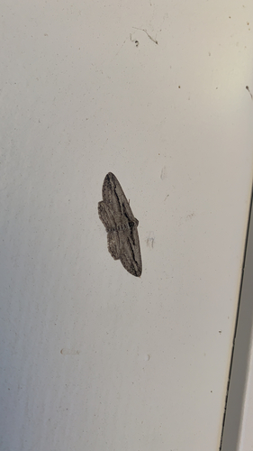 iNaturalist observation photo of Five-lined Gray