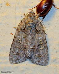 Acronicta modica