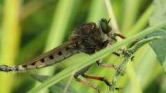 Promachus vertebratus