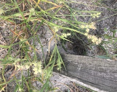 Cenchrus tribuloides