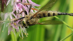 Promachus vertebratus