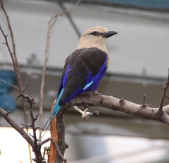 Blue-Bellied Roller photo 3