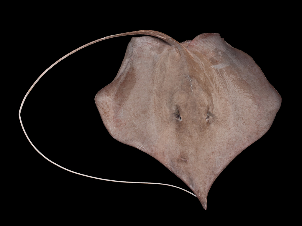 Sharpsnout stingray