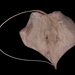 Sharpsnout Stingray - Photo (c) Hans Hillewaert, some rights reserved (CC BY-NC-ND)
